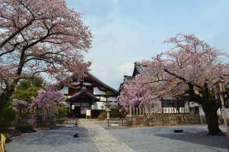 妙顕寺の桜