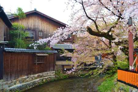 桜　祇園白川