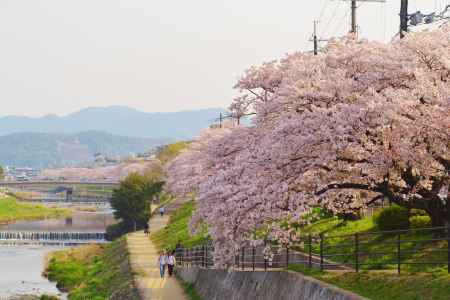 満開の桜　賀茂川
