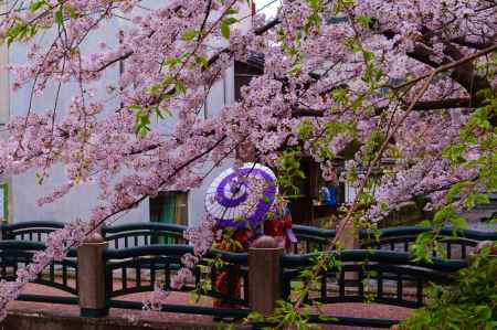 花の京都　白川にて