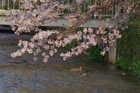 鴨の花見