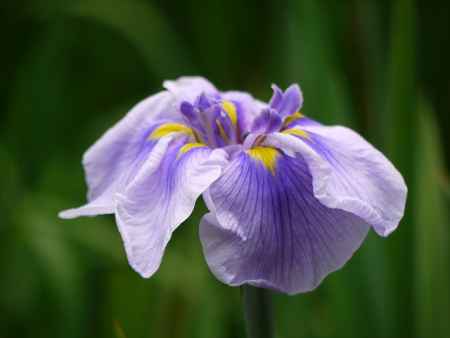 平安神宮神苑の菖蒲