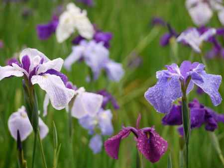 梅宮大社に咲いた菖蒲