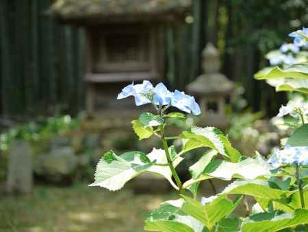 一言寺の紫陽花