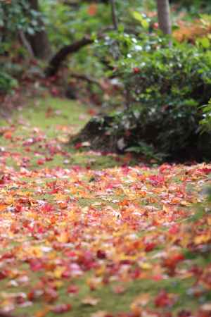 大河内山荘　紅葉狩り5