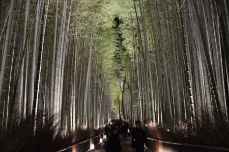 嵐山花灯路 竹林の道