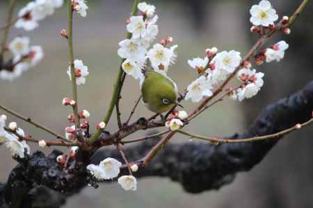 北野天満宮　梅林