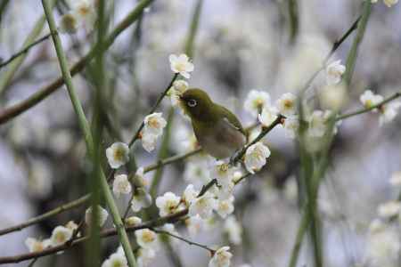 北野天満宮　蜜を飲む
