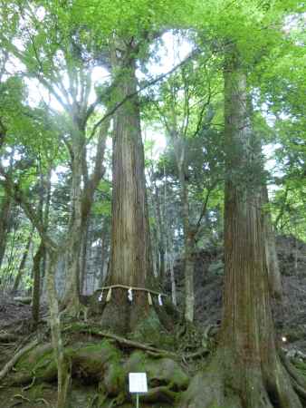 貴船神社　御神木　相生の杉