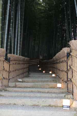 化野念仏寺　竹林2