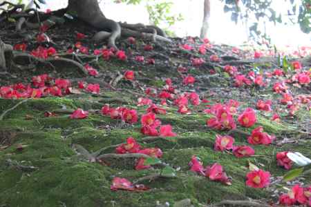 城南宮　散り椿