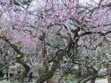 北野天満宮　梅林