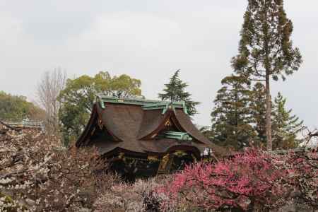 北野天満宮　梅3
