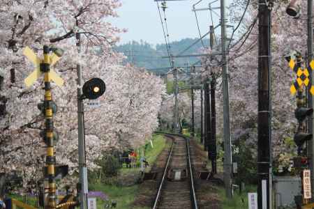 嵐電　桜のトンネル