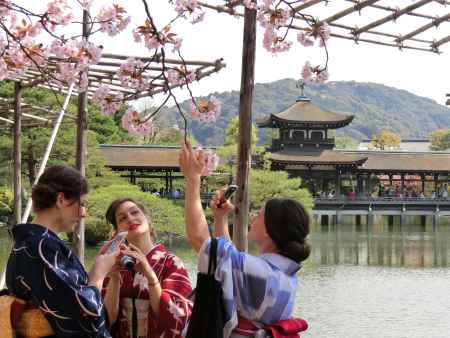 平安神宮　神苑の枝垂れ桜