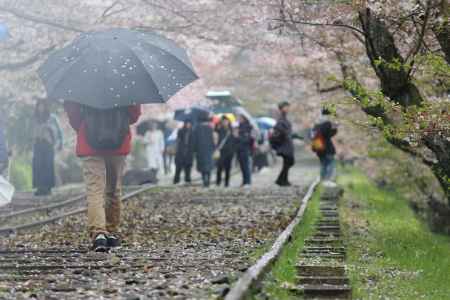 インクラインの桜