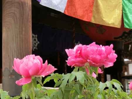 紫雲山　頂法寺　六角堂3