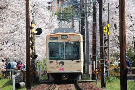 嵐電桜のトンネル2