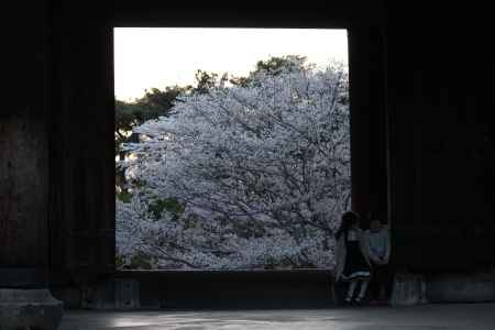 南禅寺の桜