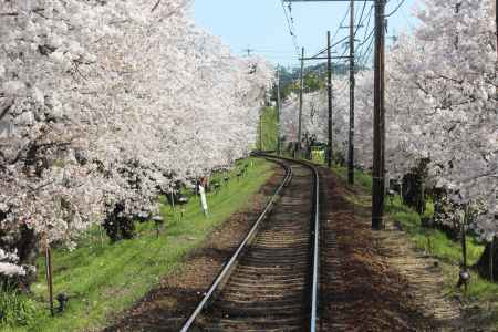 嵐電桜のトンネル