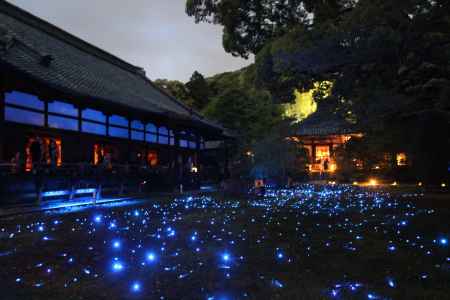 青蓮院のライトアップ2