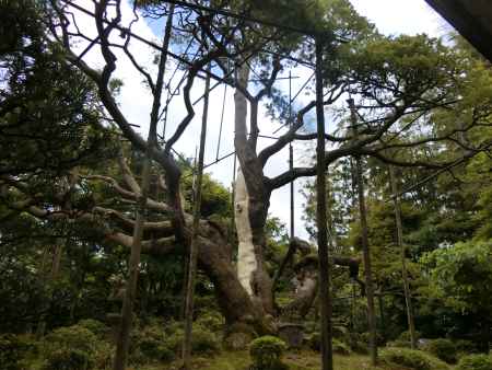 宝泉院　五葉松