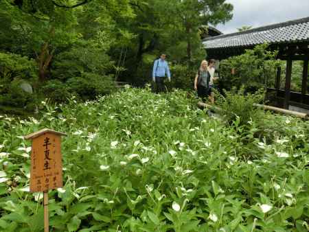 天龍寺　半夏生