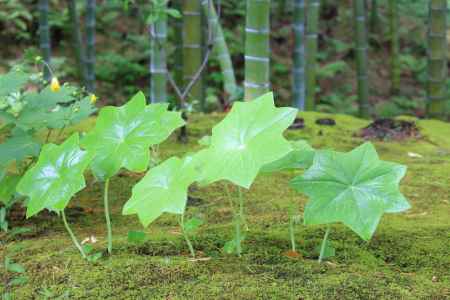 天龍寺　八角連