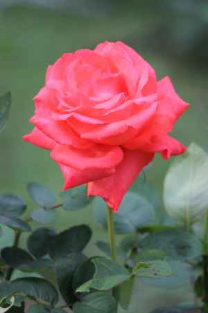 京都府立植物園　バラ