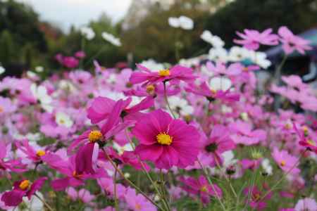 京都府立植物園　秋桜