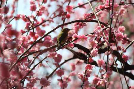 城南宮枝垂れ梅