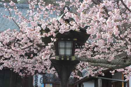 虚空蔵法輪寺の桜2