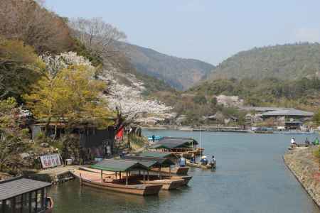 嵐山の桜