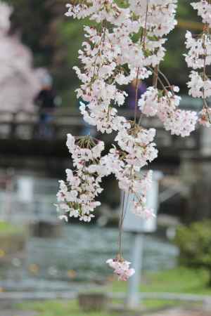 蹴上浄水場の桜