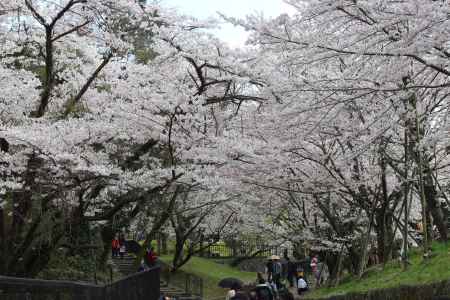 インクラインの桜