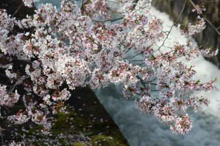 インクラインの桜