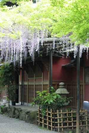 長岡天満宮　錦水亭の藤