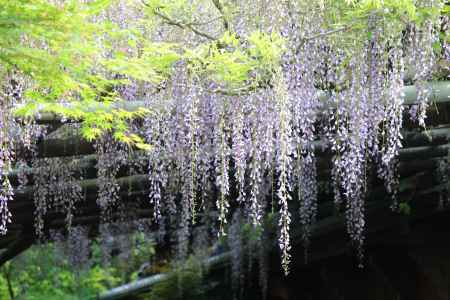 長岡天満宮　錦水亭の藤