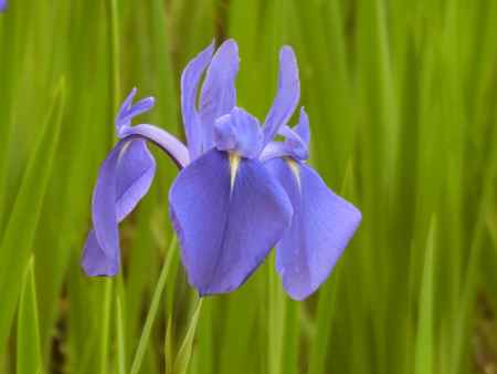 大田神社のカキツバタ