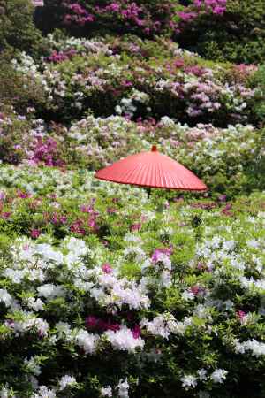 三室戸寺のつつじ