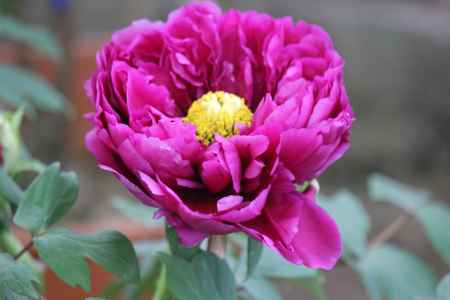 乙訓寺のぼたん