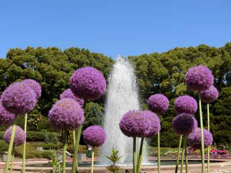 京都府立植物園 噴水