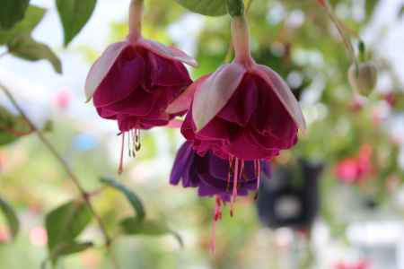 京都府立植物園3