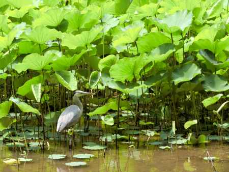 京都府立植物園4