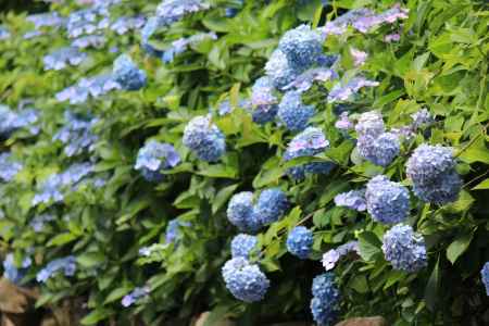 柳谷観音楊谷寺のあじさい