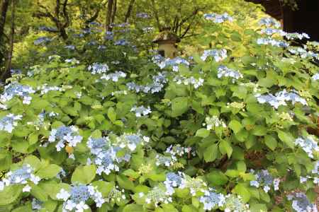 柳谷観音楊谷寺の額あじさい
