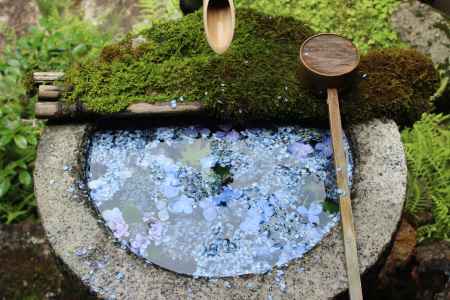 柳谷観音 あじさいの花びら