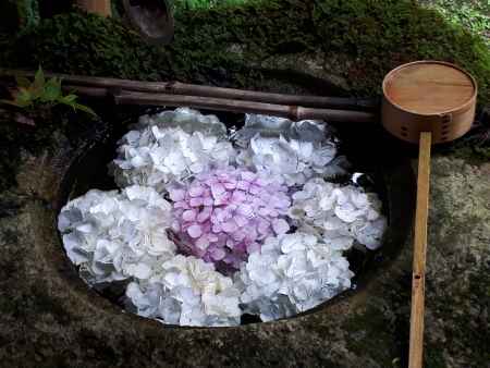 柳谷観音楊谷寺のあじさい