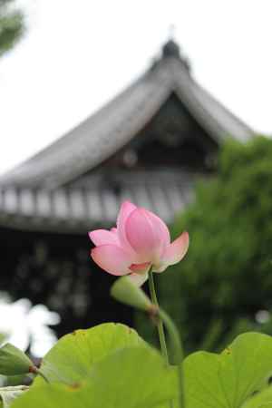 大谷祖廟に咲く