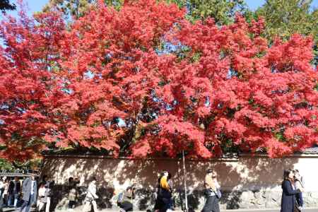 東福寺参道の風景